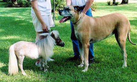 le plus petit cheval du monde